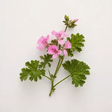 Geranium