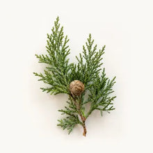 Cypress